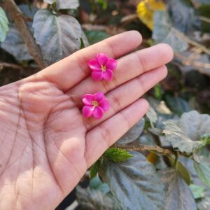 Pink Chafa Studs